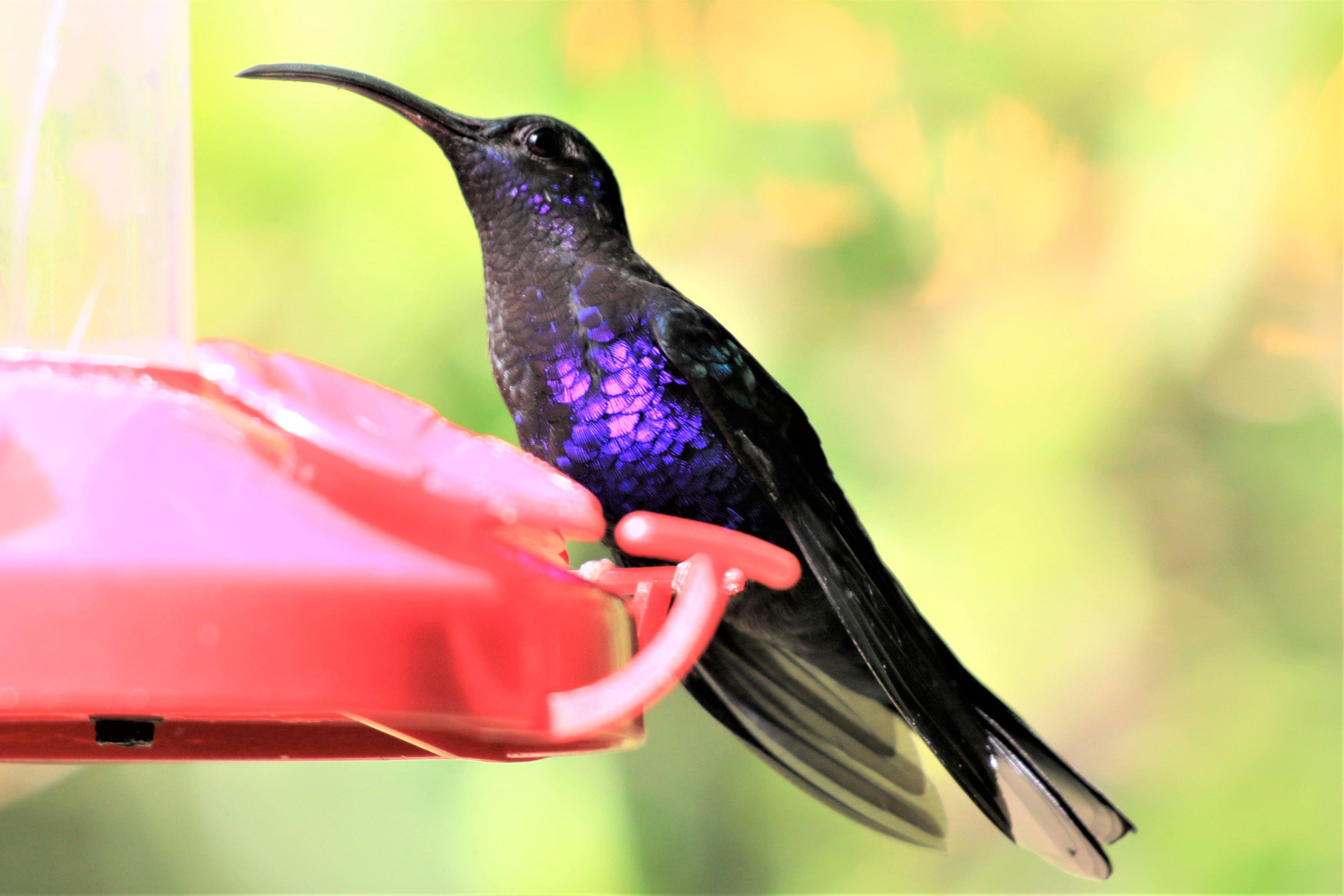 Costa Rica